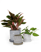 Balter Ceramic Pot And Saucer Set - Chive UK Wholesale