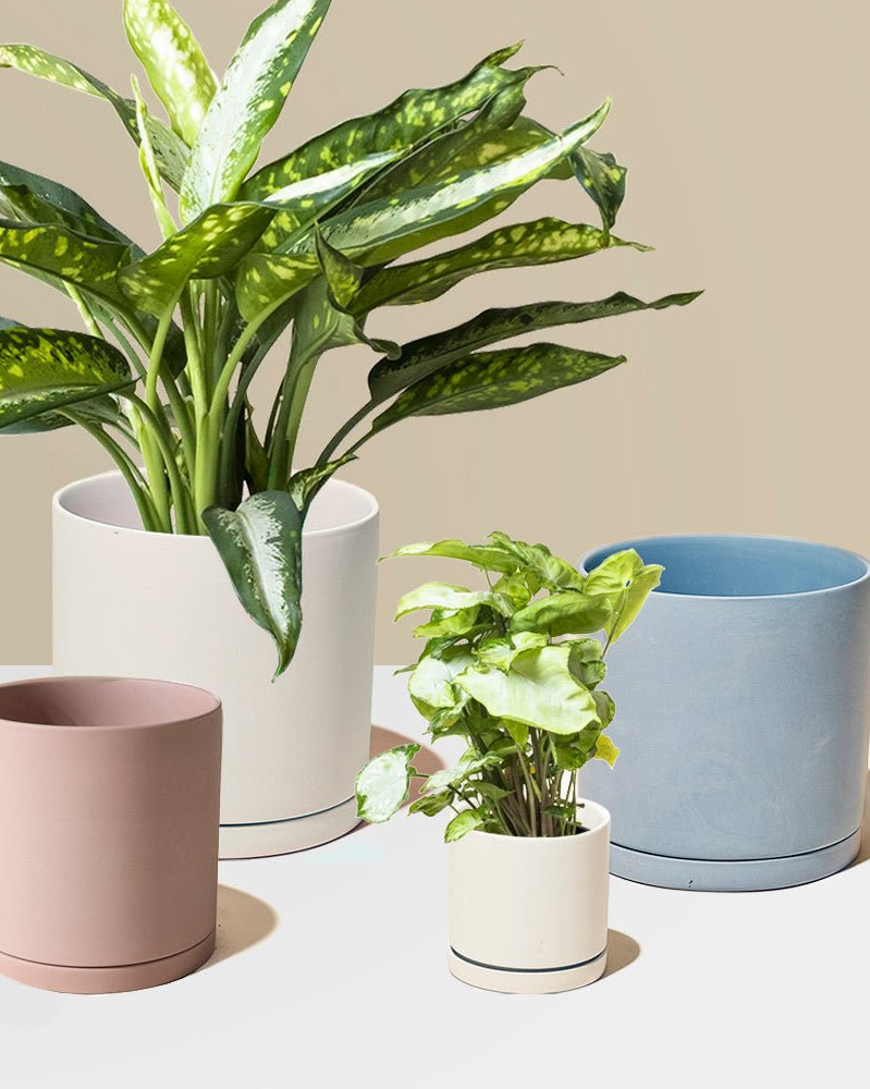 Dojo Porcelain Modern Indoor Plant Pot With Saucer - Chive UK Wholesale