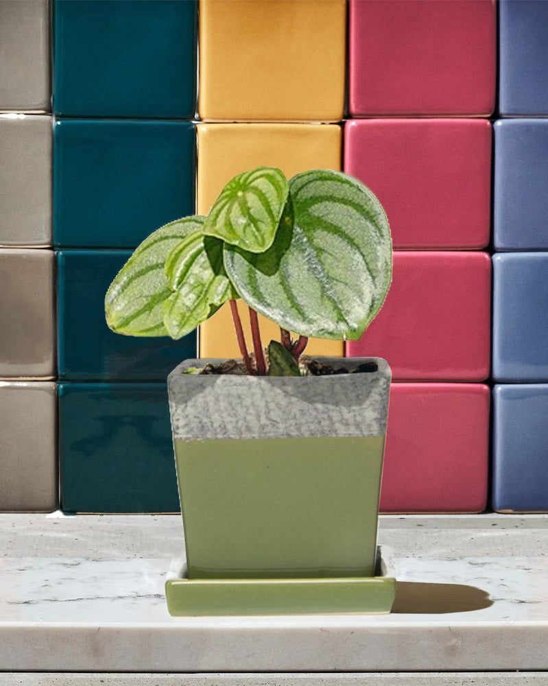 Duo Ceramic Planter With Drainage Hole And Saucer - Chive UK Wholesale