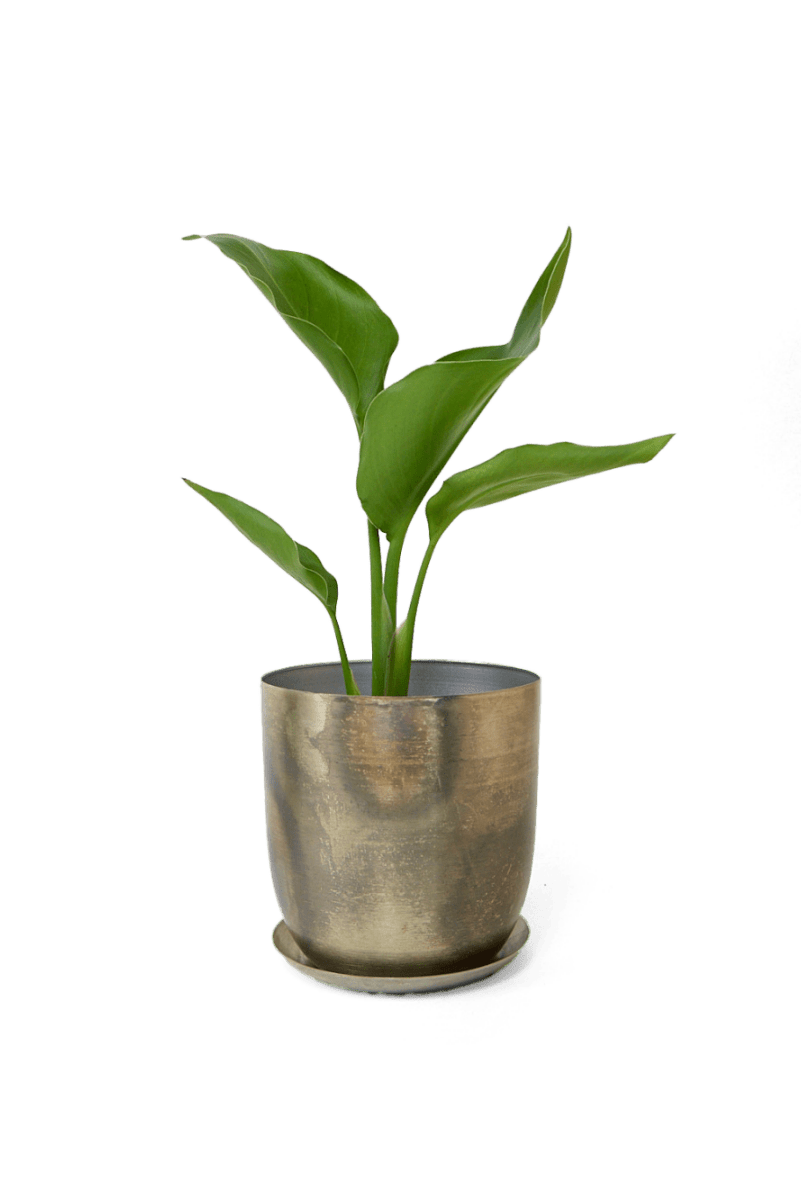 Joe Metal Pot With Drainage Hole - Chive UK Wholesale