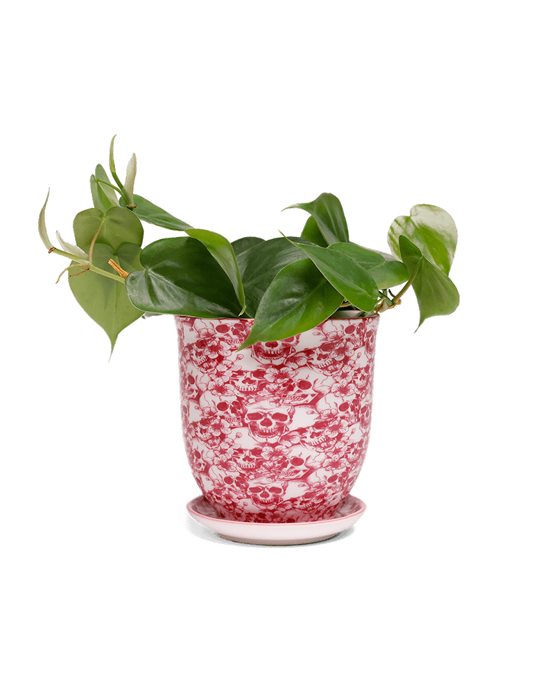 Liberte 5 Porcelain Pot And Saucer With Drainage - Chive UK Wholesale