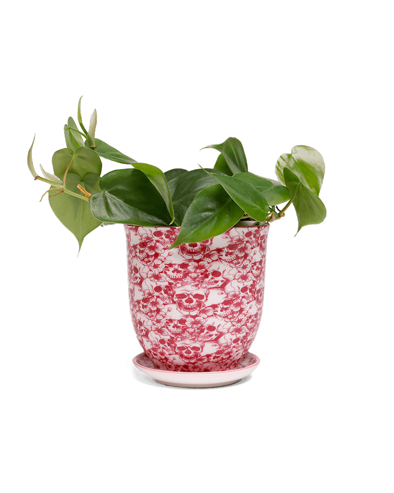 Liberte 5 Porcelain Pot And Saucer With Drainage - Chive UK Wholesale