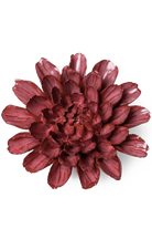 JA17 Blush Pink Star Dahlia - Chive UK Wholesale