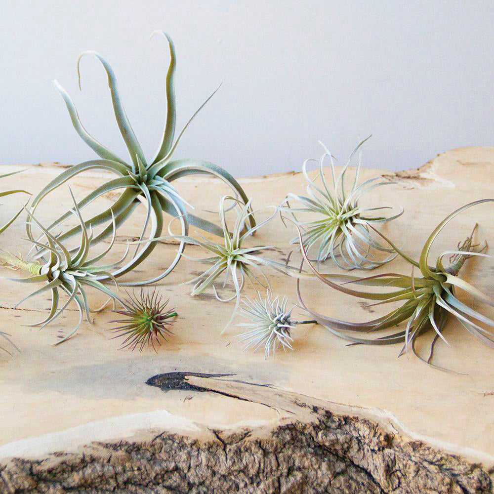 Air Plant Kit - Chive UK Wholesale