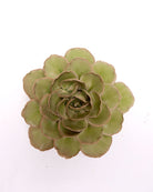 Ceramic Flowers With Keyhole For Hanging On Walls Collection 15 - Chive UK Wholesale