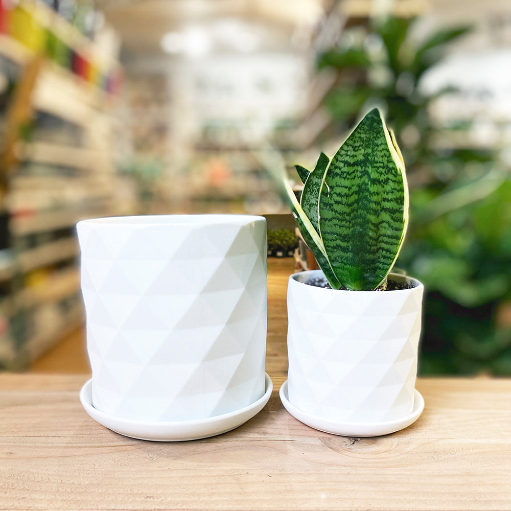 Virago Porcelain Pot With Drainage Hole And Saucer Kits - Chive UK Wholesale