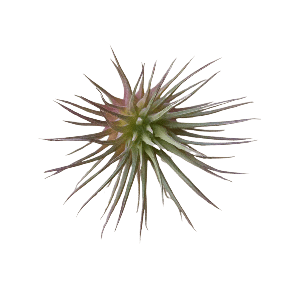 Air Plant Fake Lifelike Realistic Unkillable! - Chive UK Wholesale