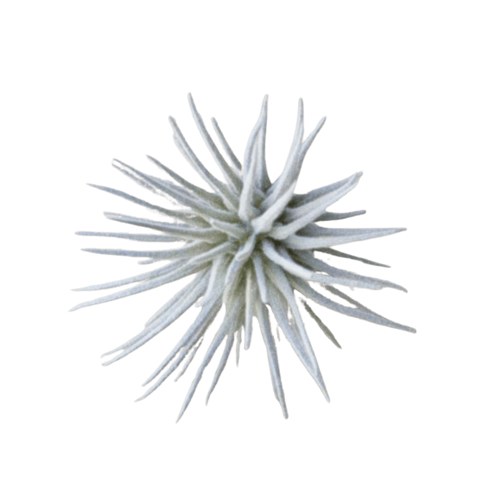 Air Plant Fake Lifelike Realistic Unkillable! - Chive UK Wholesale