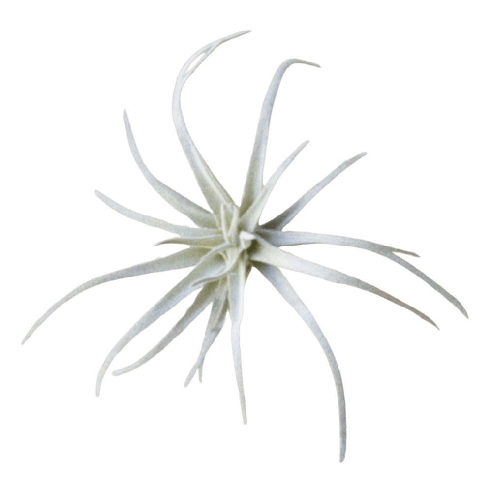 Air Plant Fake Lifelike Realistic Unkillable! - Chive UK Wholesale