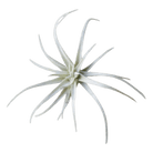 Air Plant Fake Lifelike Realistic Unkillable! - Chive UK Wholesale