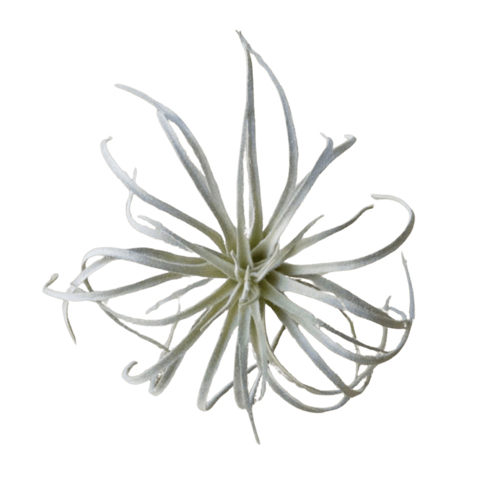 Air Plant Fake Lifelike Realistic Unkillable! - Chive UK Wholesale