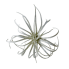 Air Plant Fake Lifelike Realistic Unkillable! - Chive UK Wholesale