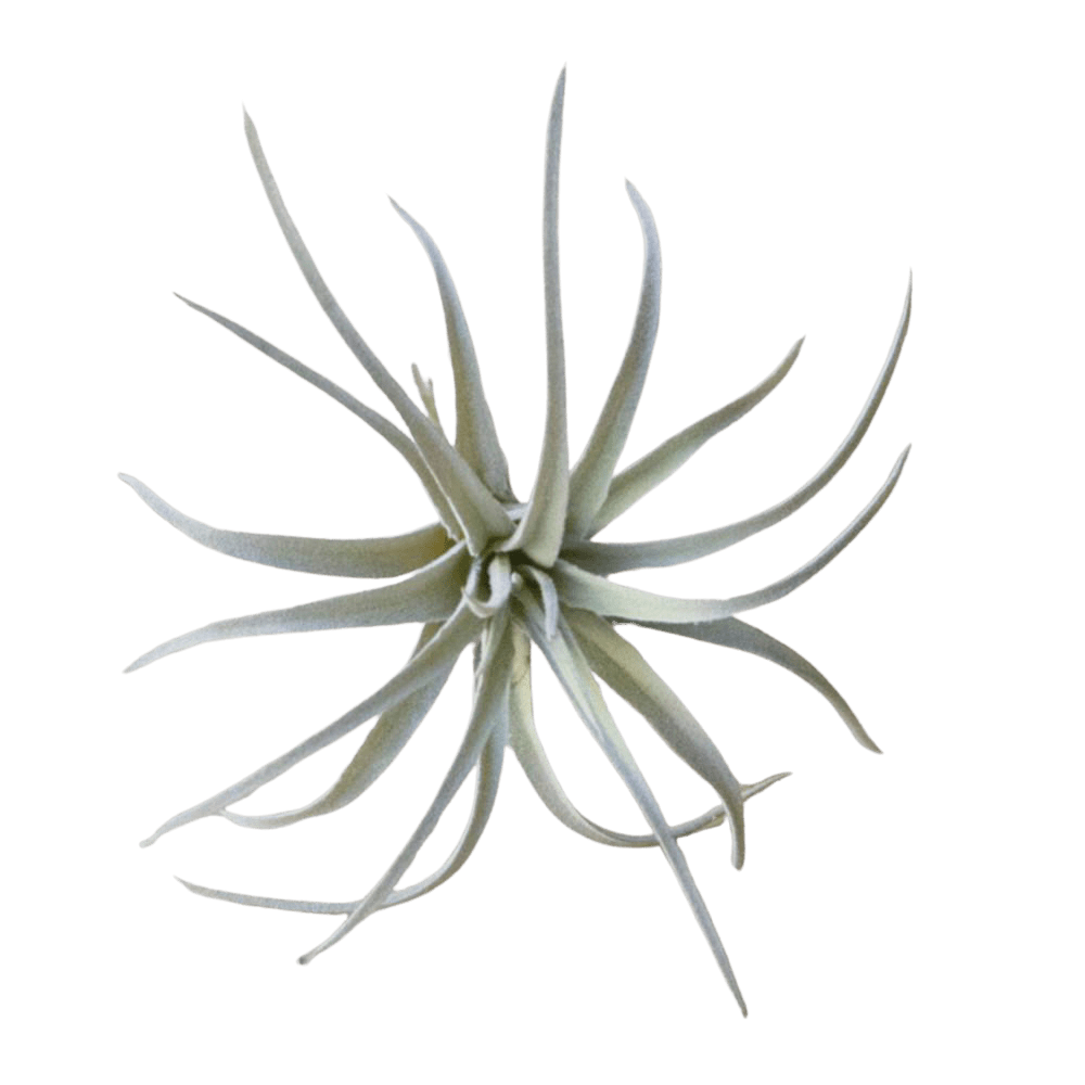 Air Plant Fake Lifelike Realistic Unkillable! - Chive UK Wholesale