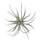 Air Plant Fake Lifelike Realistic Unkillable! - Chive UK Wholesale