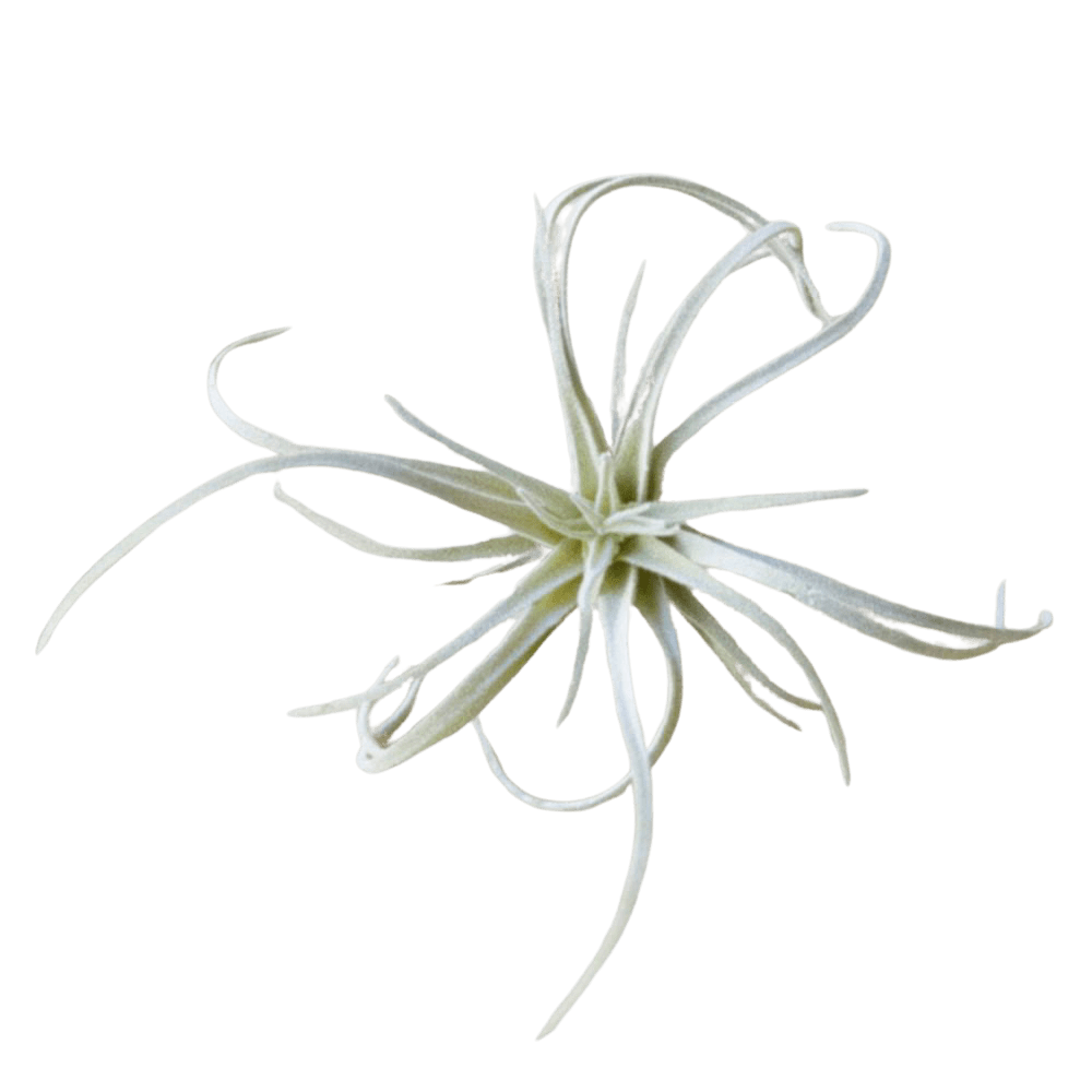 Air Plant Fake Lifelike Realistic Unkillable! - Chive UK Wholesale