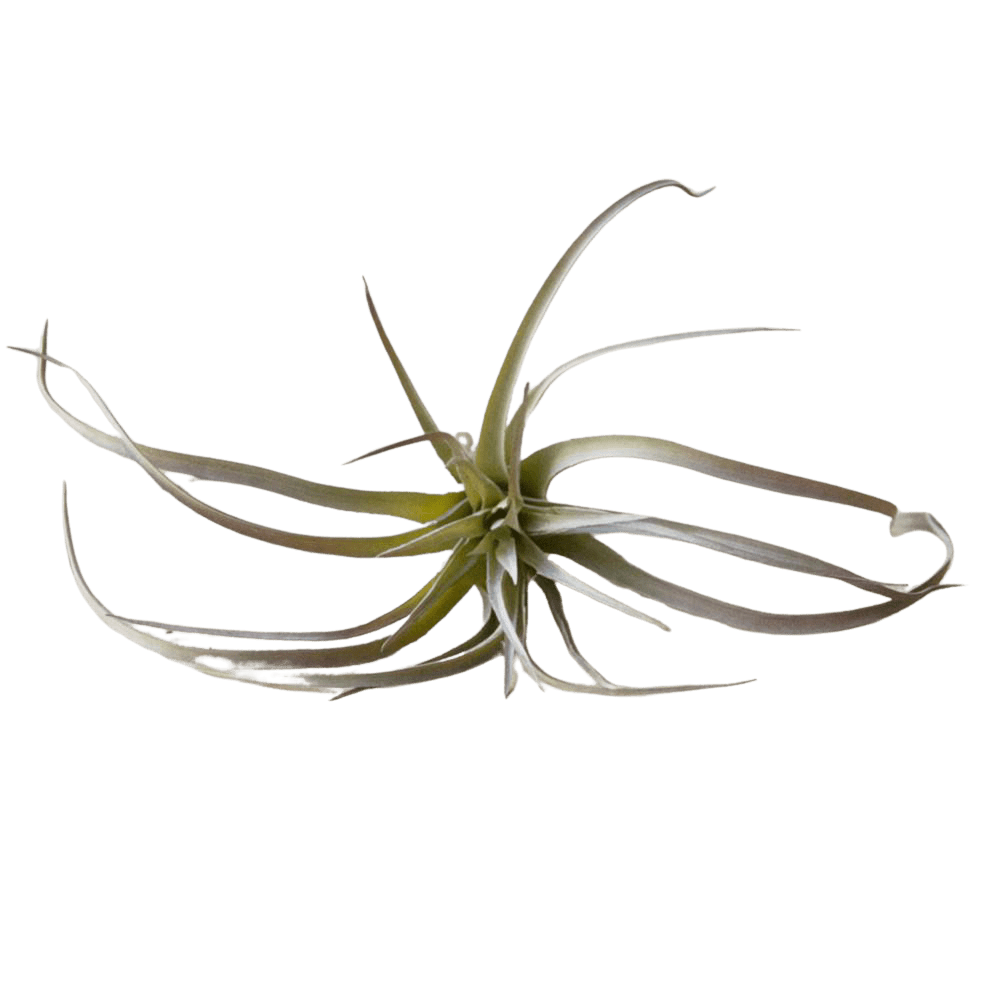 Air Plant Fake Lifelike Realistic Unkillable! - Chive UK Wholesale