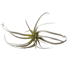 Air Plant Fake Lifelike Realistic Unkillable! - Chive UK Wholesale