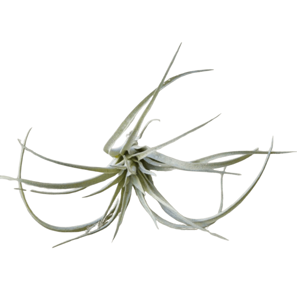 Air Plant Fake Lifelike Realistic Unkillable! - Chive UK Wholesale