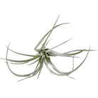 Air Plant Fake Lifelike Realistic Unkillable! - Chive UK Wholesale