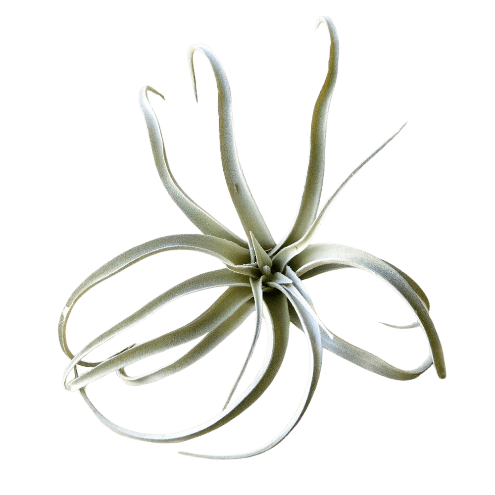 Air Plant Fake Lifelike Realistic Unkillable! - Chive UK Wholesale