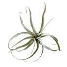 Air Plant Fake Lifelike Realistic Unkillable! - Chive UK Wholesale