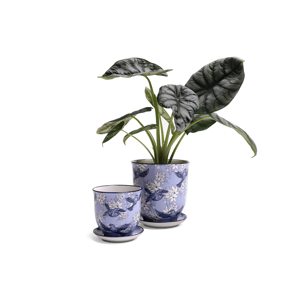 Liberte Porcelain Pot And Saucer Set With Drainage - Chive UK Wholesale