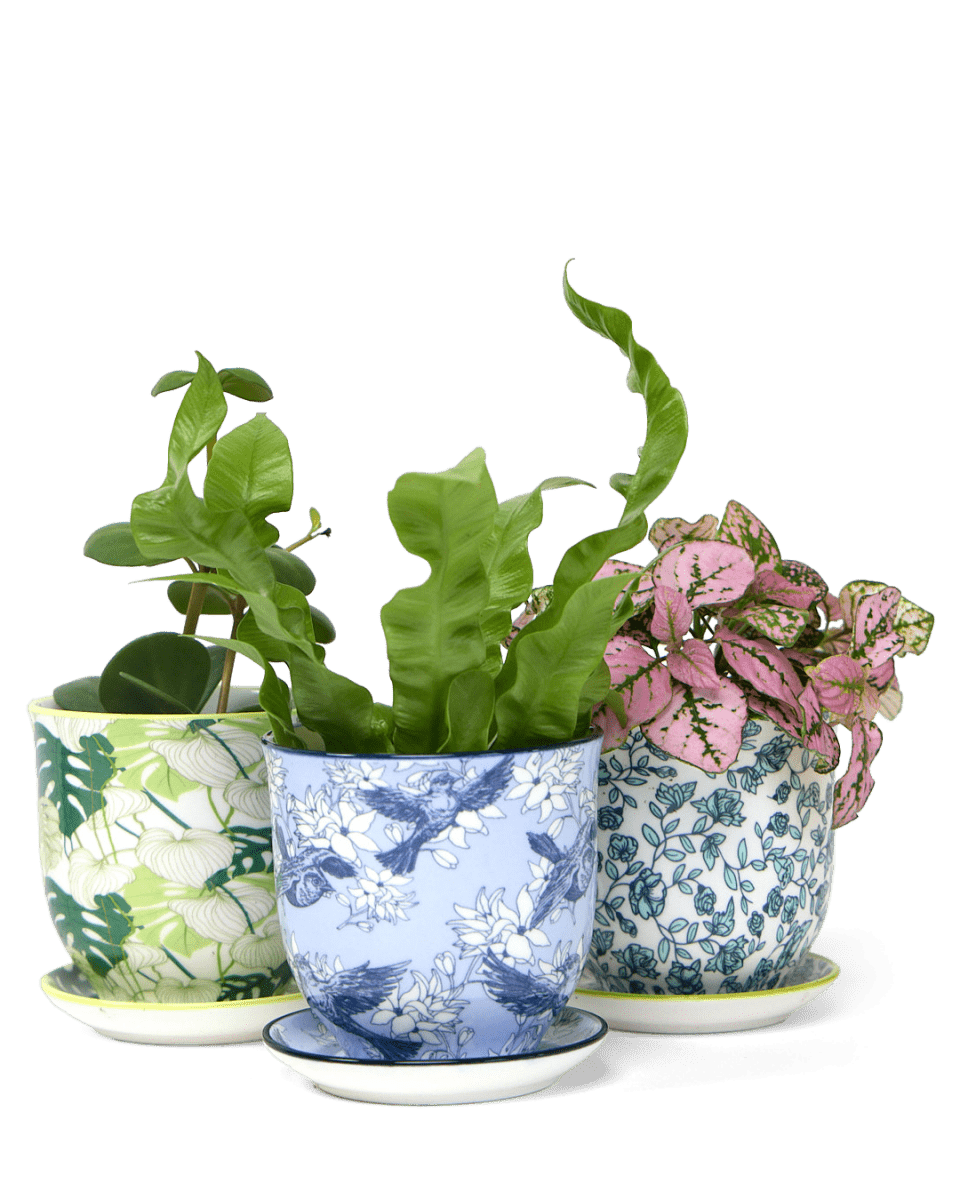 Liberte Porcelain Pot And Saucer Set With Drainage - Chive UK Wholesale