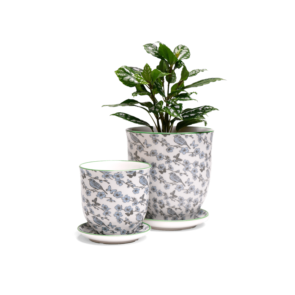 Liberte 5 Porcelain Pot And Saucer With Drainage - Chive UK Wholesale