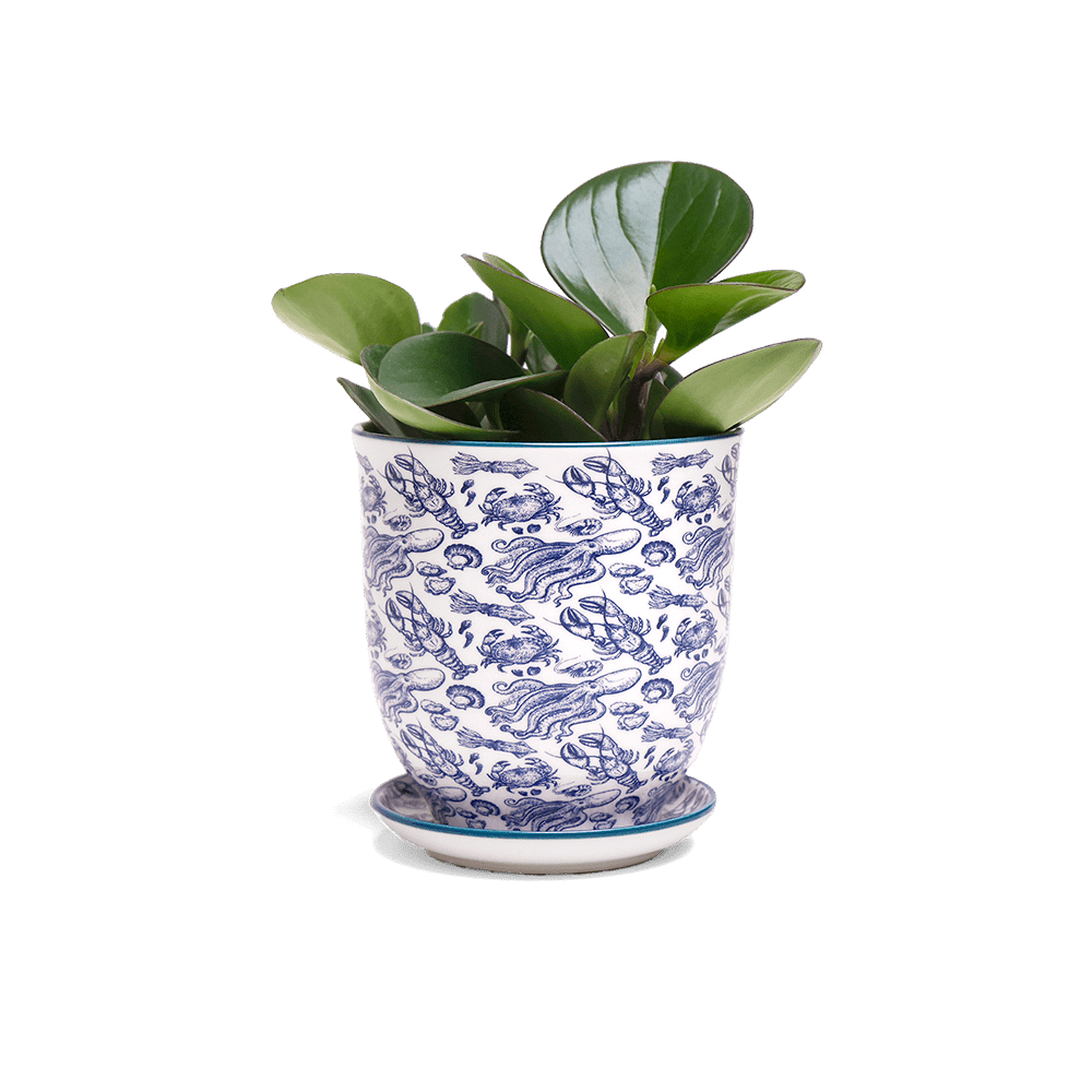 Liberte 5 Porcelain Pot And Saucer With Drainage - Chive UK Wholesale