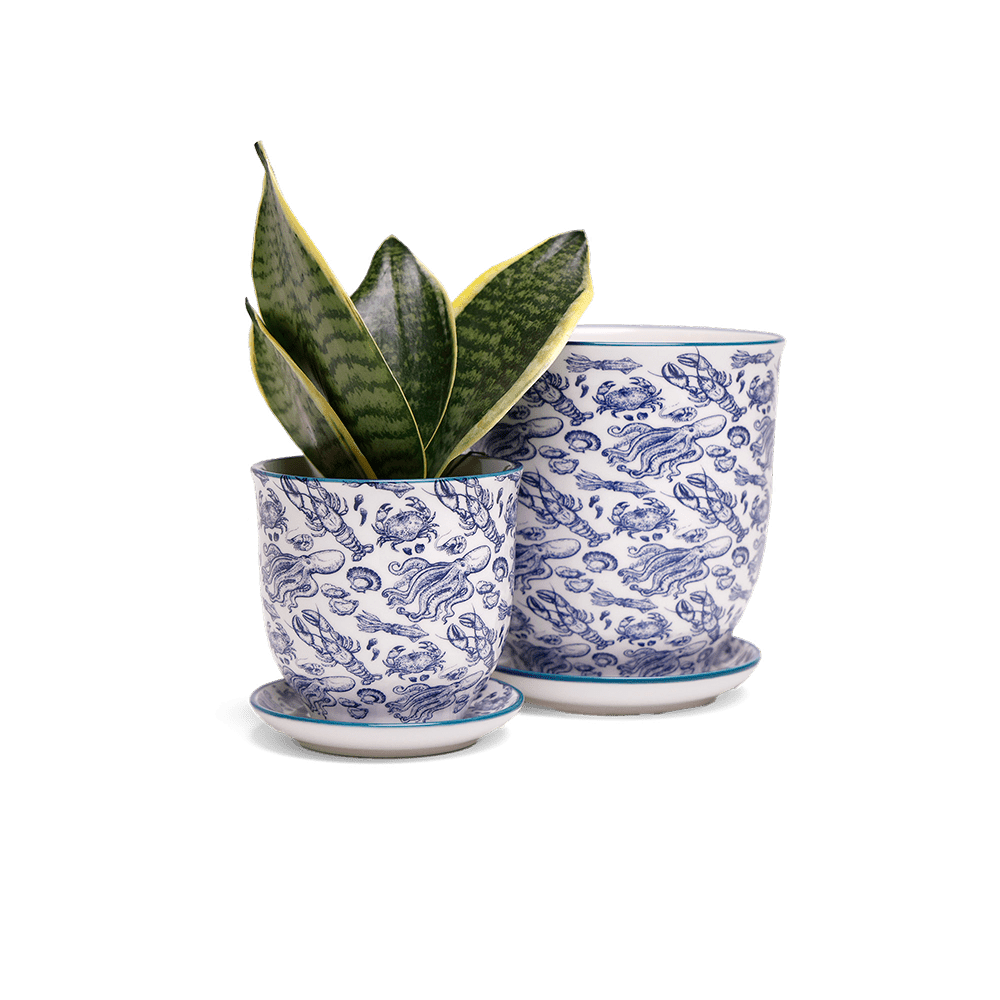 Liberte 5 Porcelain Pot And Saucer With Drainage - Chive UK Wholesale