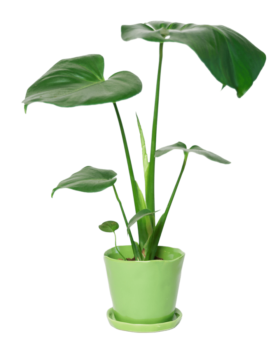 Tika Pot & Saucer | 5 inch - Chive UK Wholesale