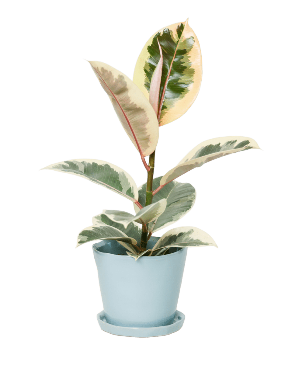 Tika Pot & Saucer | 5 inch - Chive UK Wholesale