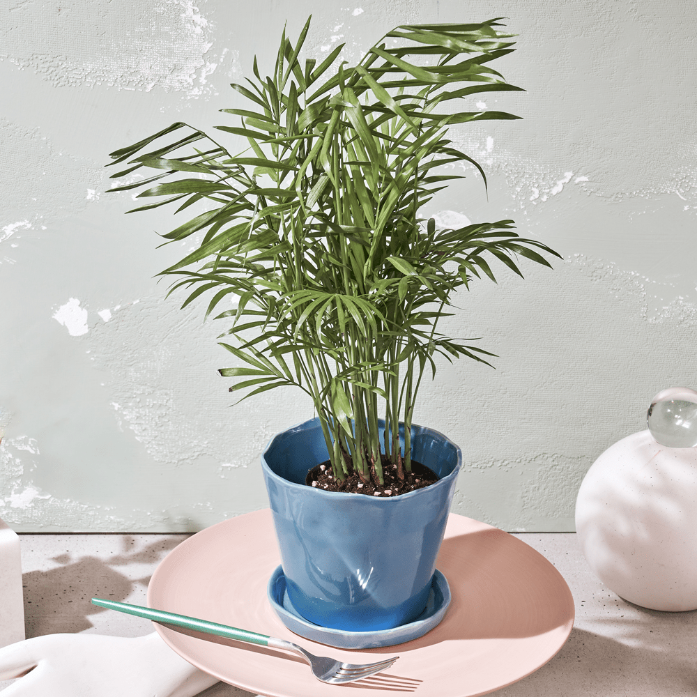 Tika Ceramic Pot & Saucer Set With Drainage - Chive UK Wholesale