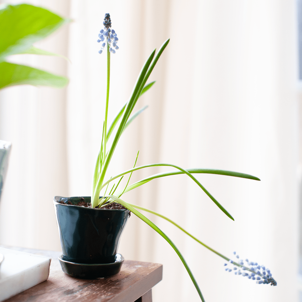 Tika Ceramic Pot & Saucer Set With Drainage - Chive UK Wholesale