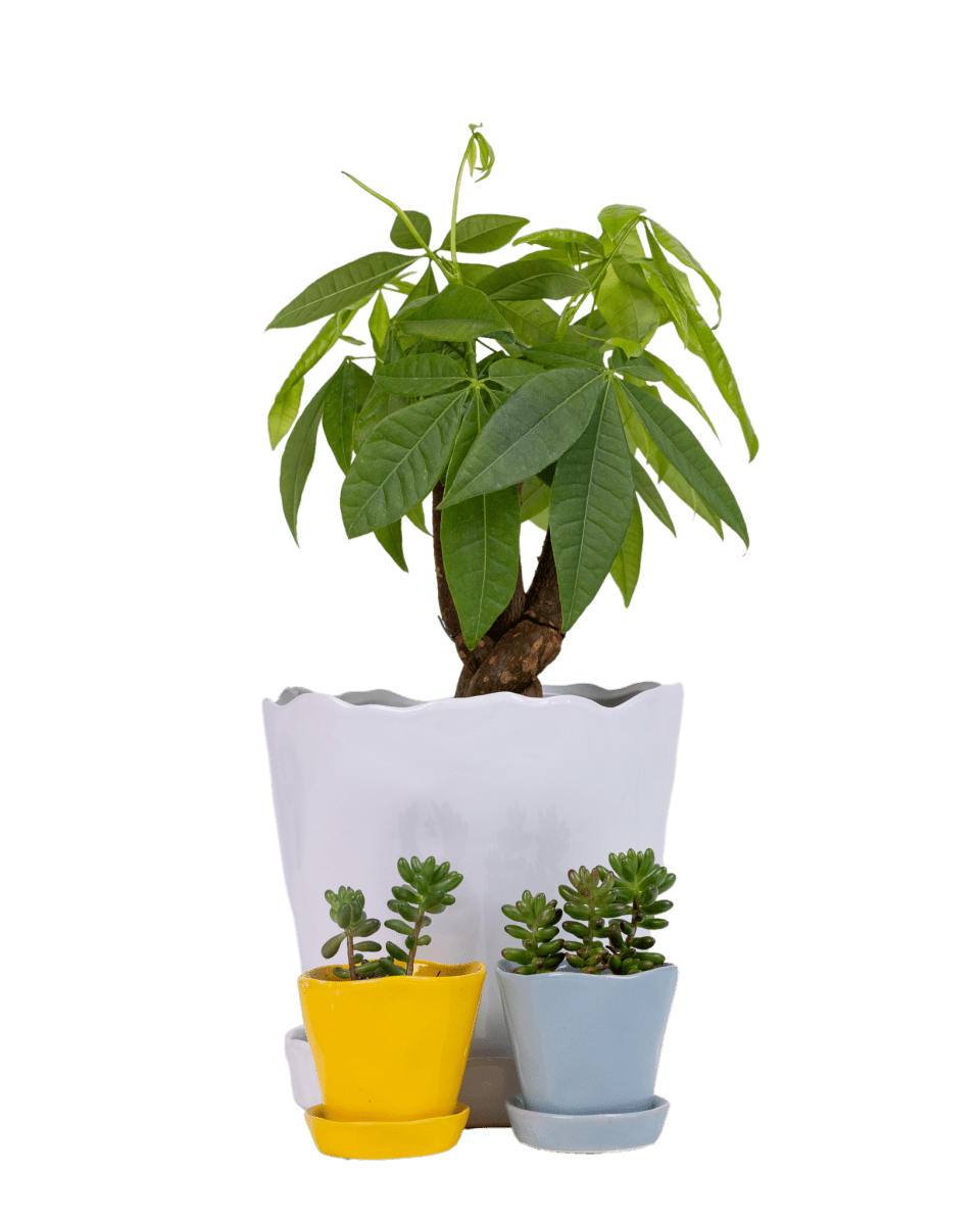 Tika Ceramic Pot & Saucer Set With Drainage - Chive UK Wholesale