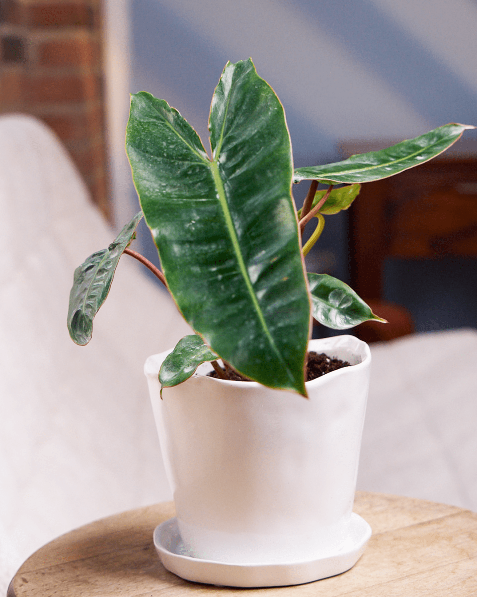 Tika Pot & Saucer | 5 inch - Chive UK Wholesale