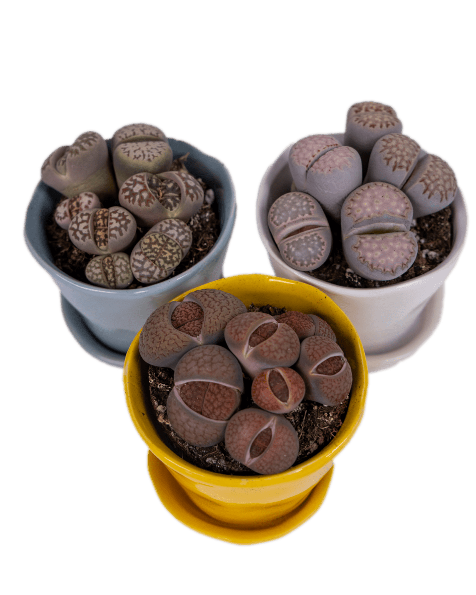 Tika Ceramic Pot & Saucer Set With Drainage - Chive UK Wholesale