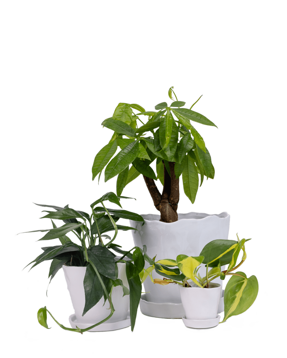 Tika Ceramic Pot & Saucer Set With Drainage - Chive UK Wholesale