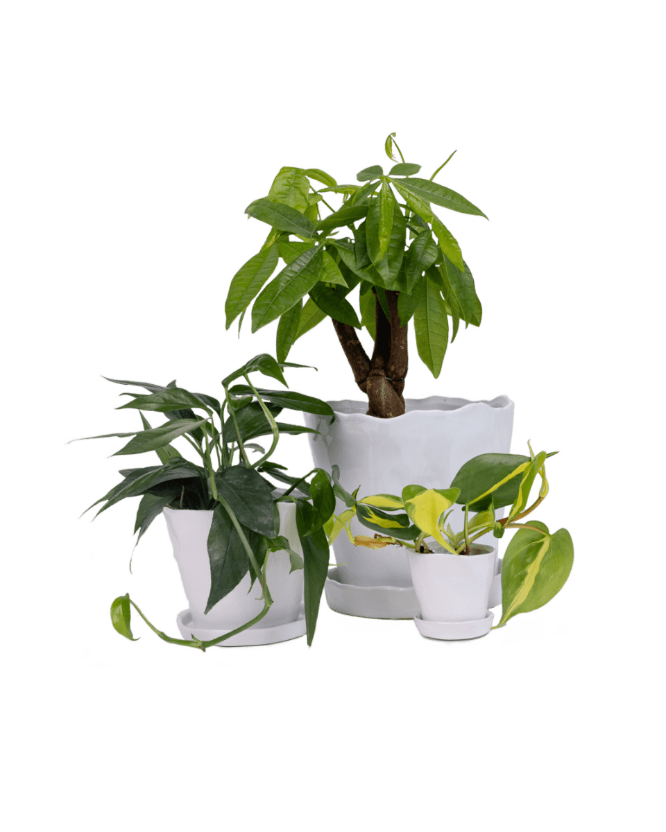 Tika Pot & Saucer | 8 inch - Chive UK Wholesale