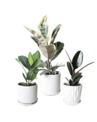 Virago White Pot And Saucer 48pc Kit - Medium - Chive UK Wholesale