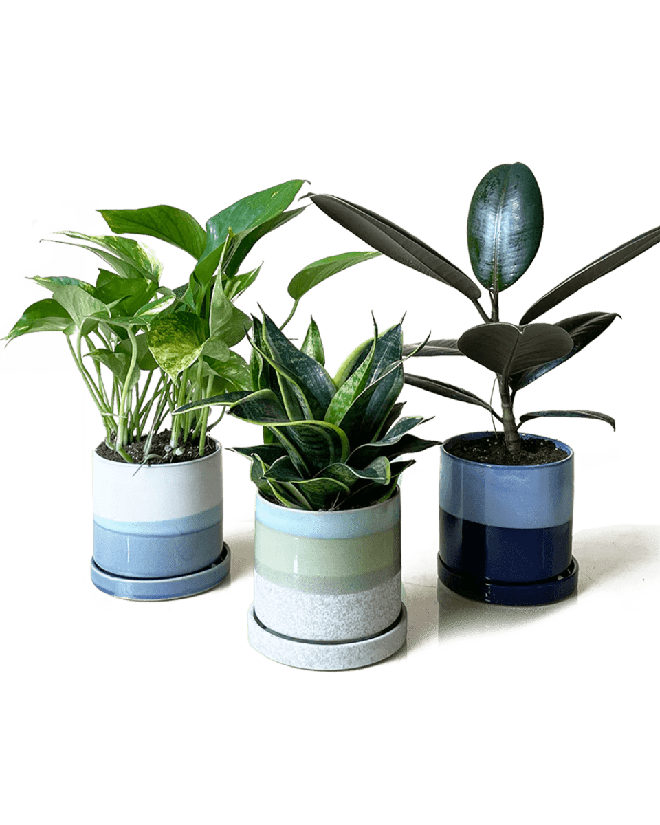 Minute Ceramic Pot And Saucer With Drainage Kit - Chive UK Wholesale