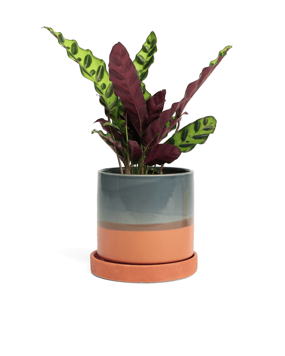 Minute Ceramic Pot And Saucer Set With Drainage - Chive UK Wholesale