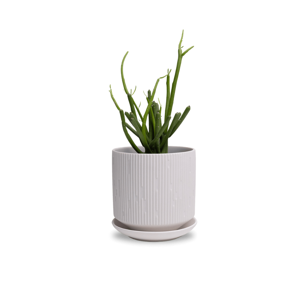 Virago 5" Porcelain Pot With Drainage Hole And Saucer - Chive UK Wholesale