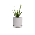 Virago 5" Porcelain Pot With Drainage Hole And Saucer - Chive UK Wholesale