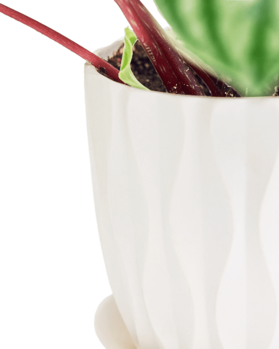 Virago 5" Porcelain Pot With Drainage Hole And Saucer - Chive UK Wholesale