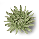 Ceramic Flower - Flower Green 12 - Chive UK Wholesale