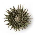 Ceramic Flower Mum Olive 5 - Chive UK Wholesale