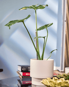 Casey Porcelain Modern Pot And Saucer Set - Chive UK Wholesale