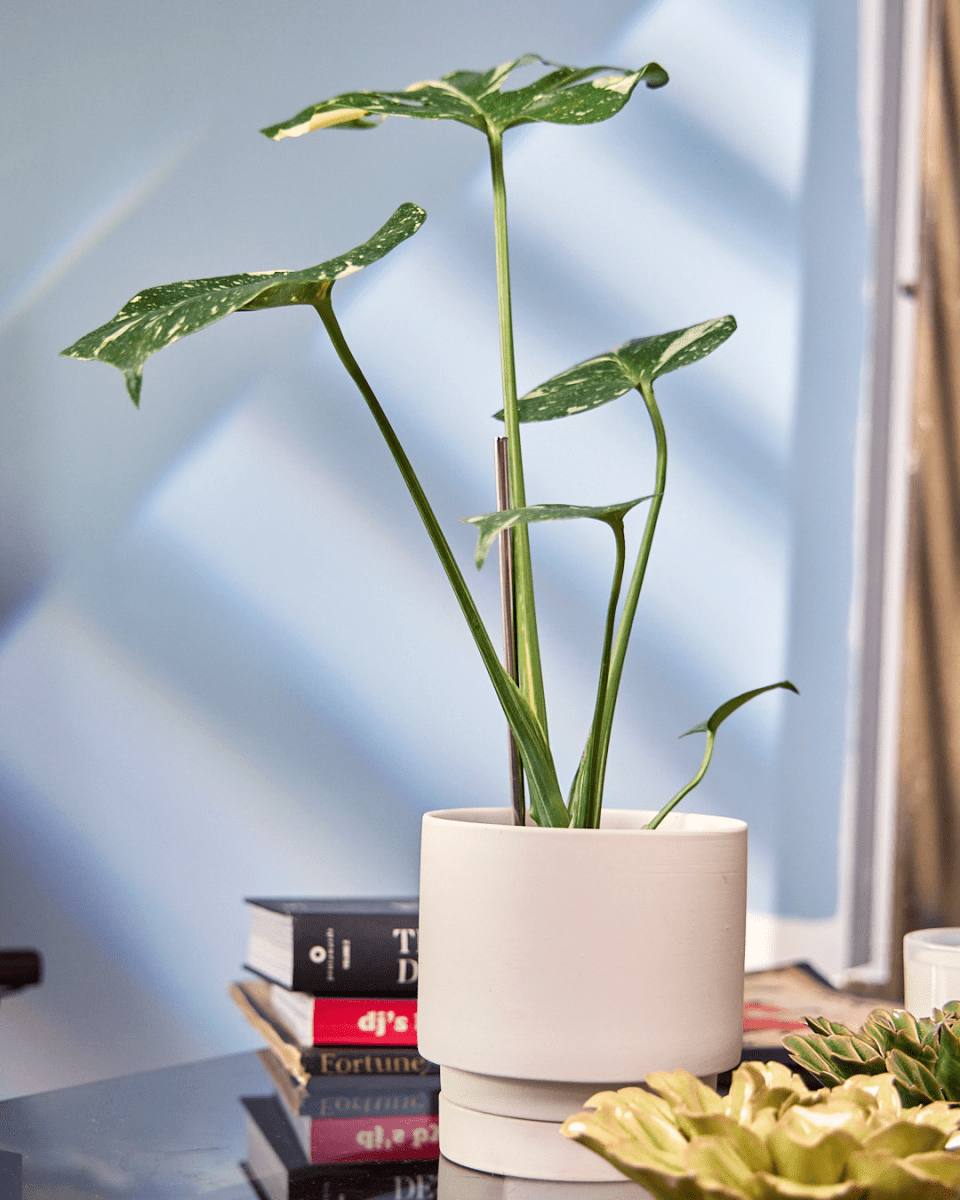 Casey Porcelain Modern Pot And Saucer Set - Chive UK Wholesale
