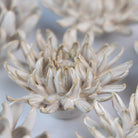 Ceramic Flower Coastal Curated Collection #5 - Chive UK Wholesale